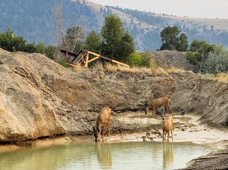 Montana Sapphire mines do not use toxic chemicals — and our source engages in land restoration. Wildlife can coexist with this Montana Sapphire mine.